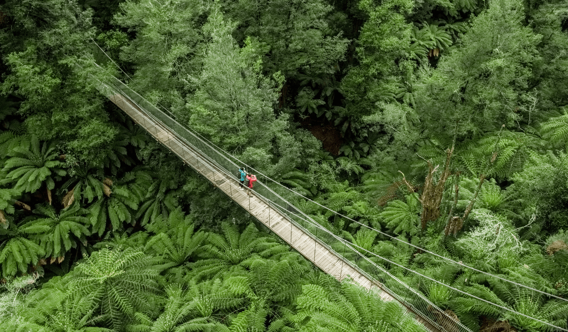 Aerial view of the Corrigan Suspension Bridge in Tarra-Bulga National Park