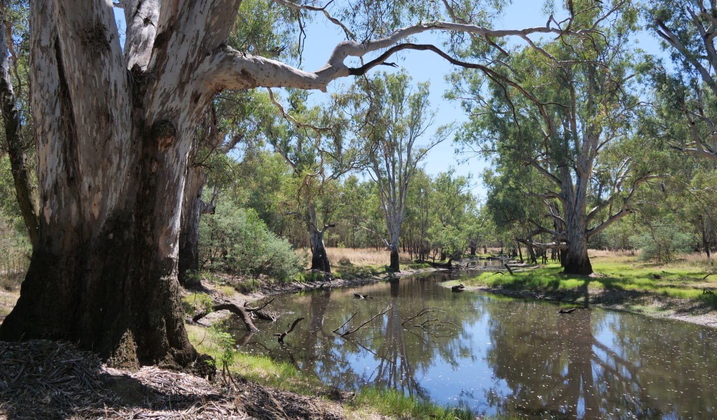 Ovens River wetland